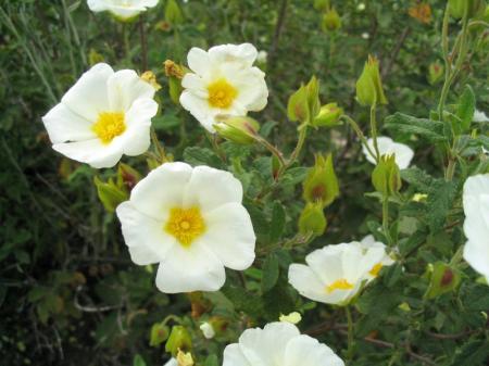 Cistus_salviifolius2-free.jpg