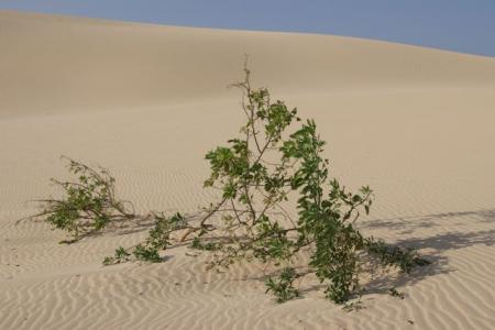 floratrek2011_Fuerteventura47.jpg