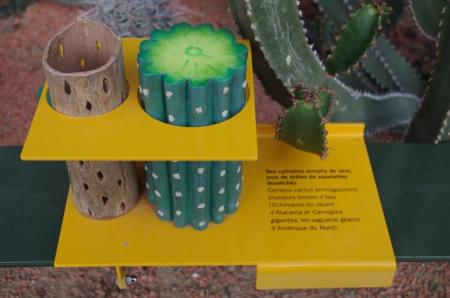 cactus_carnegia gigantea.jpg