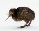 kiwi bird-jim jenkins.jpg