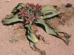 Welwitschia-mirabilis-female.jpg