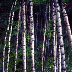 art,arbre,norvège,forêt