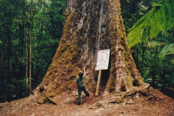 Tasmania_logging_01_under_tallest_tree.jpg