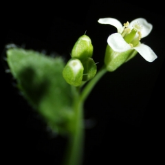 Arabidopsis_thaliana-flower-sui-setz.jpg