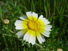 Chrysanthemum_coronarium_var._discolob.JPG