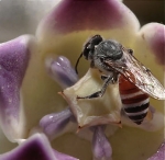 abeille,fleur,plante sauvage