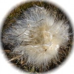 cirse laineux-cirsium eriophorum - 4.jpg