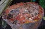 tronc fossile silicifié_araucariacié.jpg