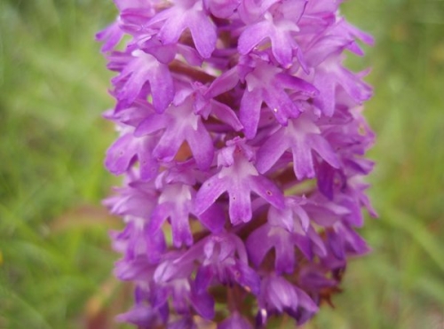 orchis pyramidal_anacamptis pyramidalis_orchidacées - 6.jpg